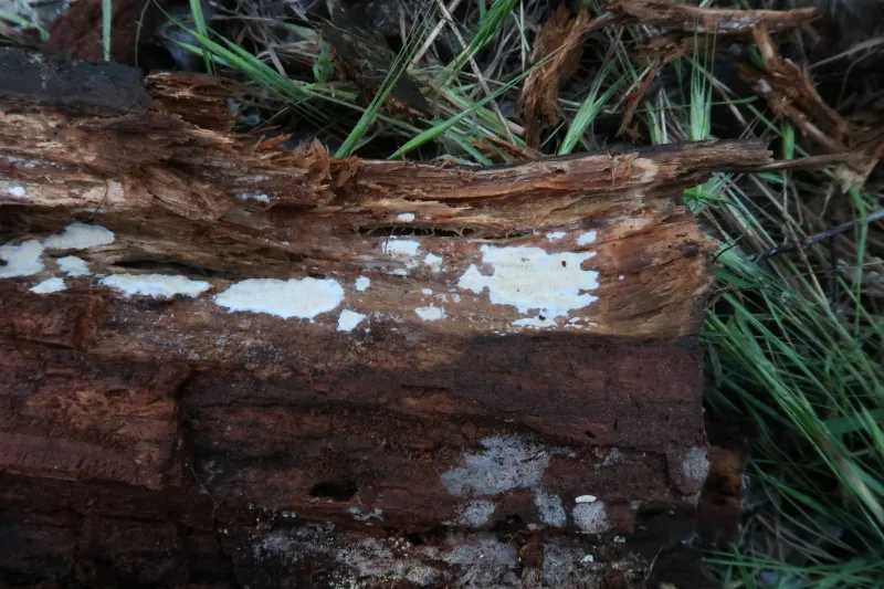 Ceriporia viridans 1 - sustrato